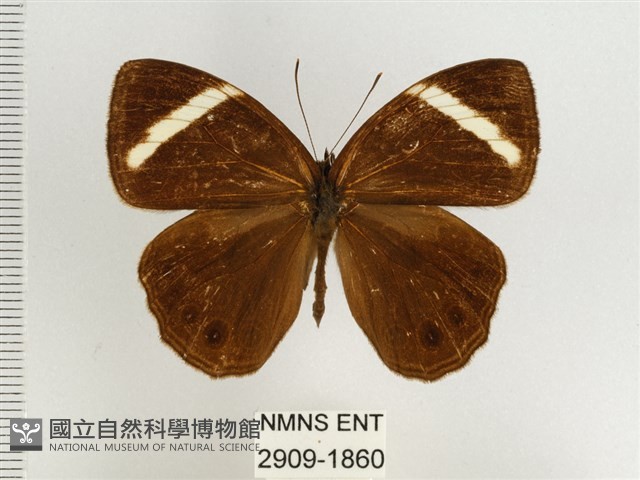 玉帶黛眼蝶藏品圖，第1張