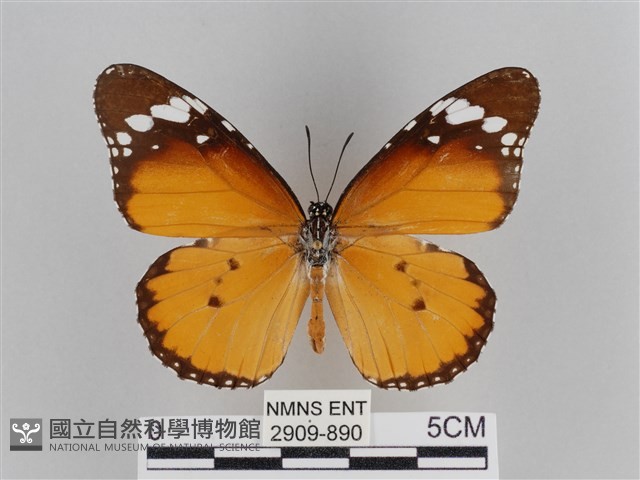 樺斑蝶藏品圖，第1張