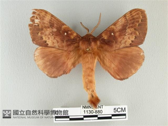 波紋枯葉蛾藏品圖，第1張