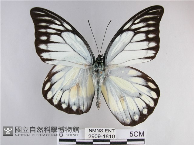 鋸粉蝶藏品圖，第1張