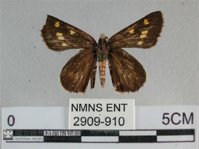 黃星弄蝶藏品圖，第1張