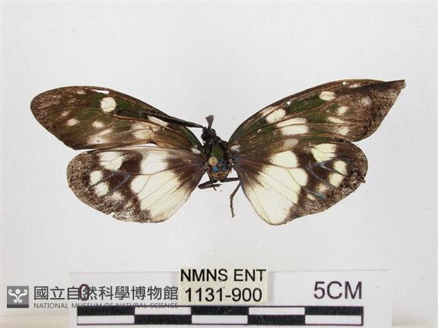 蓬萊茶斑蛾藏品圖，第1張