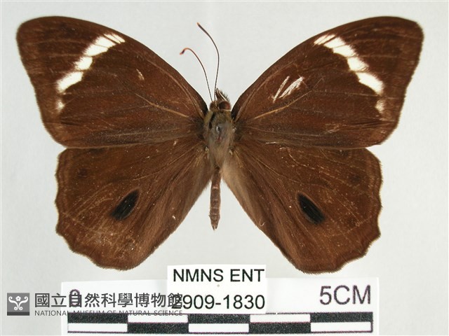 臺灣黛眼蝶藏品圖，第1張
