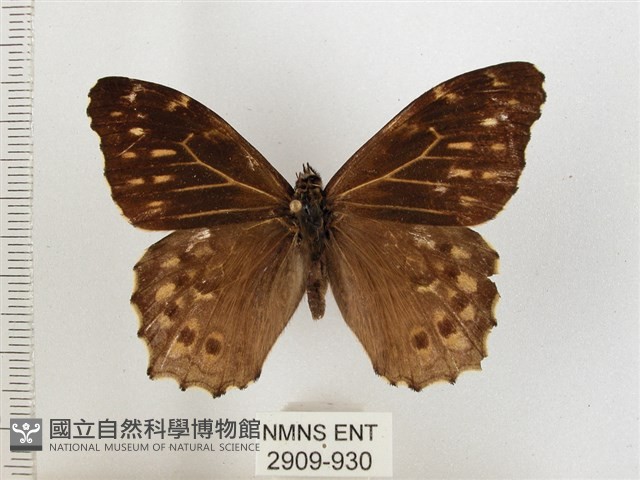 黃斑蔭眼蝶藏品圖，第1張
