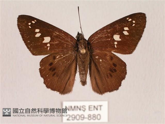 臺灣瑟弄蝶藏品圖，第1張