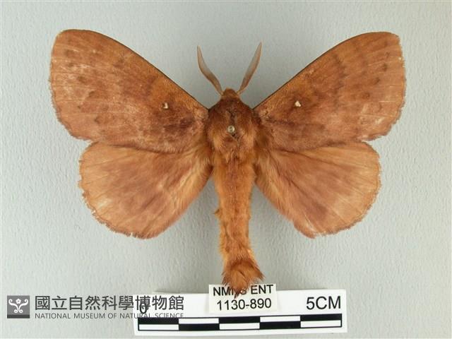 波紋枯葉蛾藏品圖，第1張