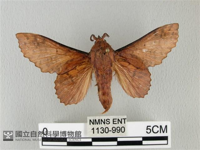 鋸緣枯葉蛾藏品圖，第1張