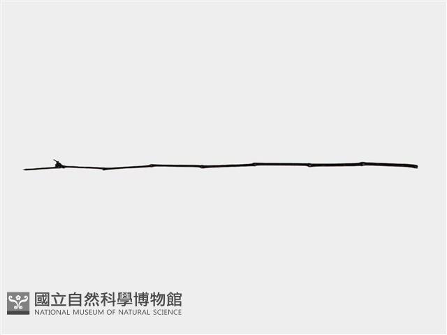 祭桿藏品圖，第1張