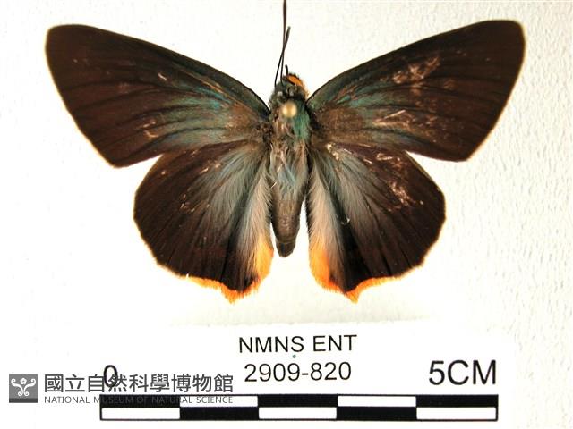 綠弄蝶藏品圖，第1張