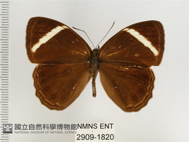 玉帶黛眼蝶藏品圖，第1張