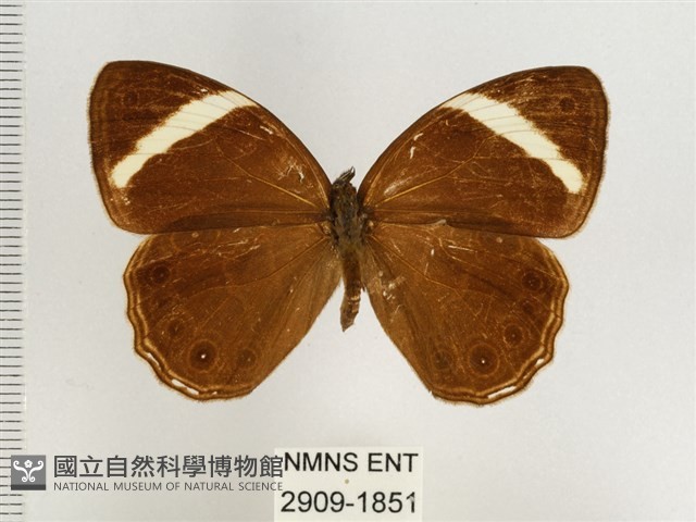 玉帶黛眼蝶藏品圖，第1張