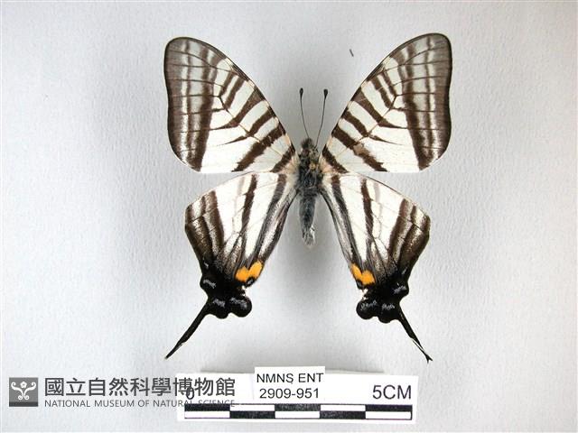 劍鳳蝶藏品圖，第1張