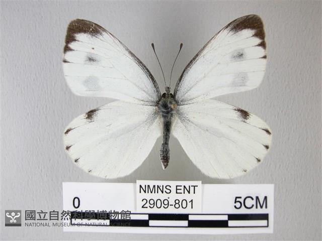 緣點白粉蝶藏品圖，第1張