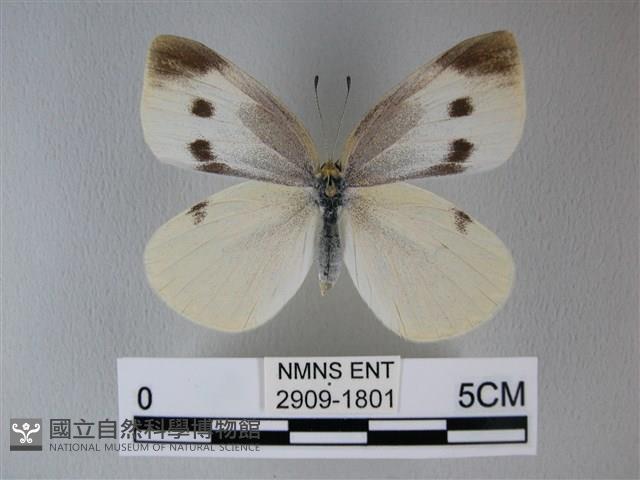 白粉蝶、紋白蝶藏品圖，第1張