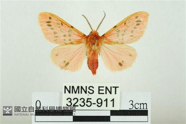 三條橙燈蛾藏品圖，第1張