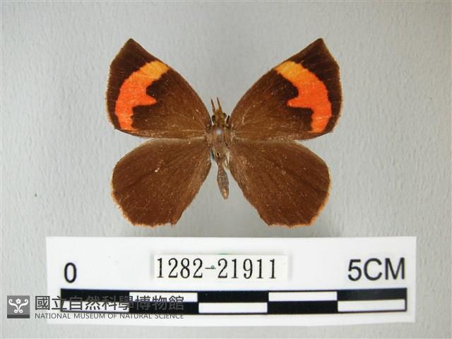 錨紋蛾藏品圖，第1張