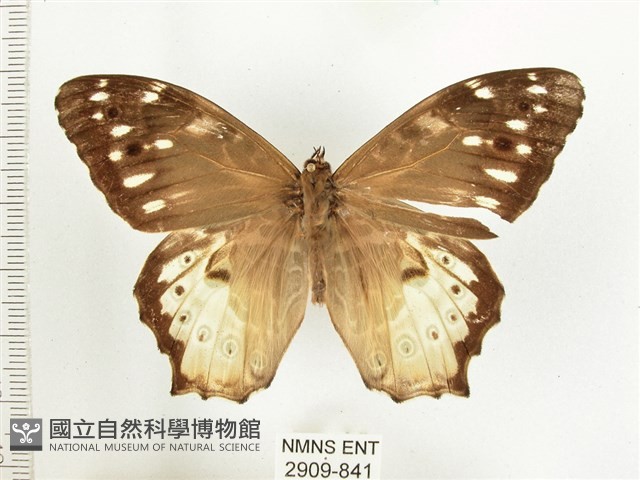 白斑蔭眼蝶藏品圖，第1張