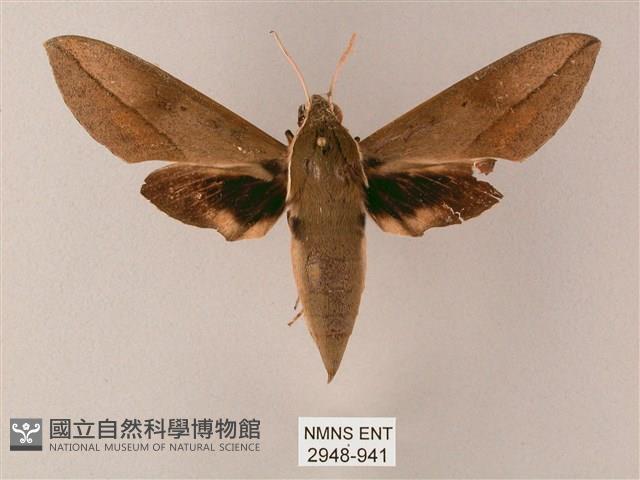 藏斜紋天蛾藏品圖，第1張