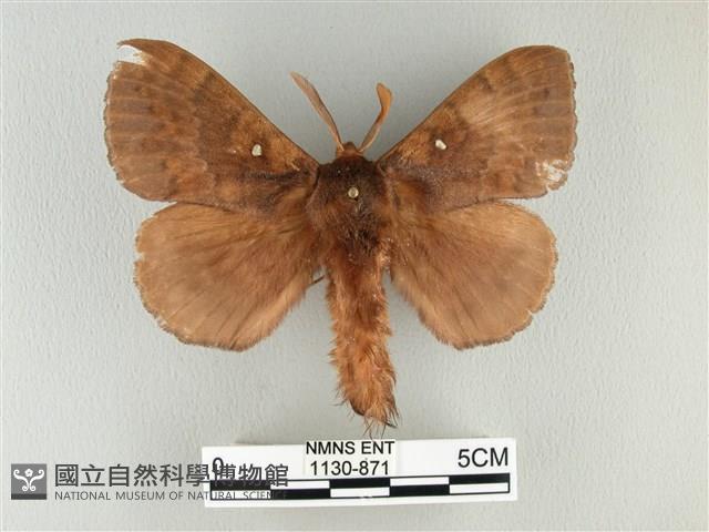 波紋枯葉蛾藏品圖，第1張