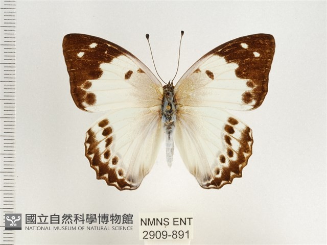 傲白蛺蝶藏品圖，第1張