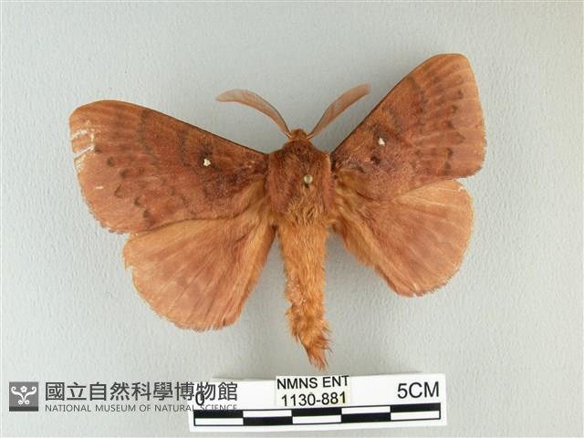 波紋枯葉蛾藏品圖，第1張