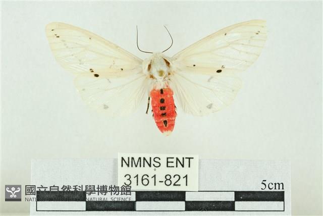 菊池污燈蛾藏品圖，第1張