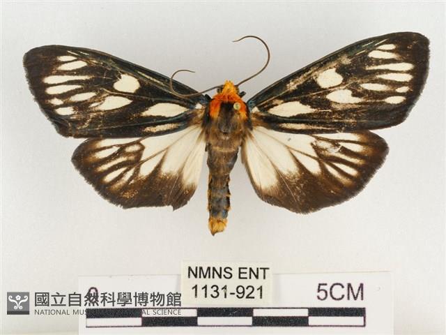 巨網燈蛾藏品圖，第1張