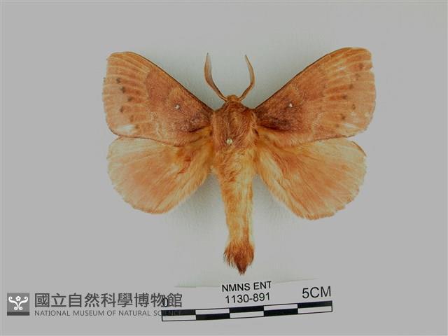 波紋枯葉蛾藏品圖，第1張