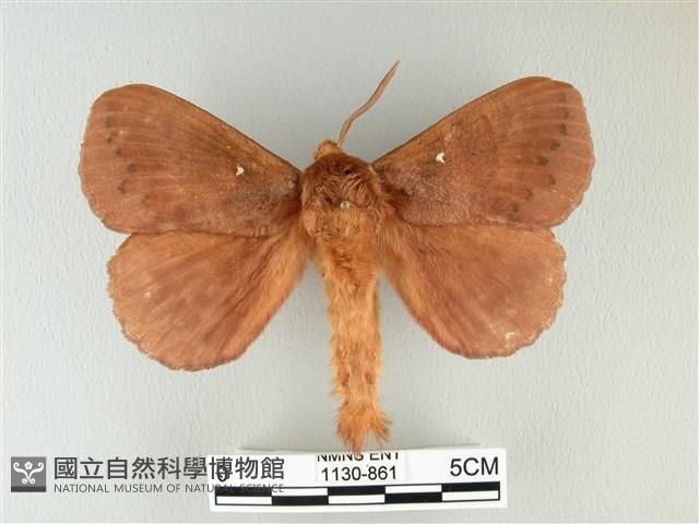 波紋枯葉蛾藏品圖，第1張