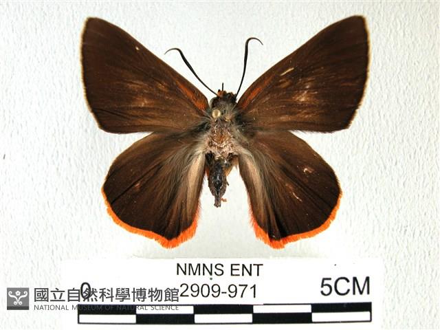 橙翅傘弄蝶藏品圖，第1張