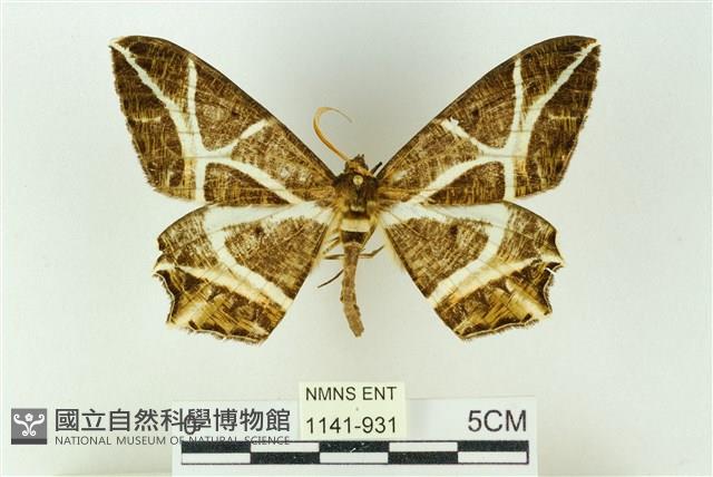 樹形尺蛾藏品圖，第1張