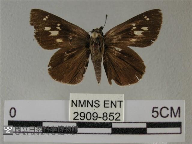 黑星弄蝶藏品圖，第1張