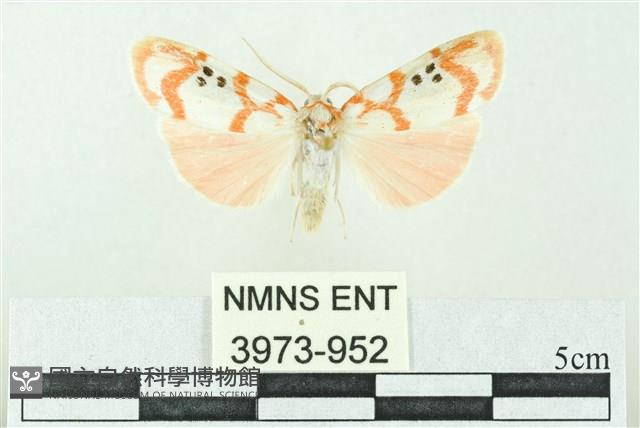 臺雪苔蛾藏品圖，第1張