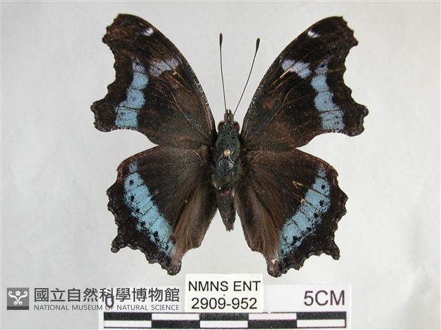 琉璃蛺蝶藏品圖，第1張