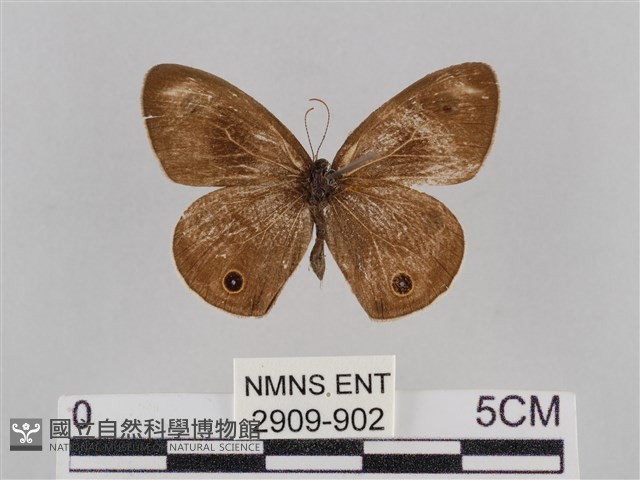 密紋波眼蝶藏品圖，第1張