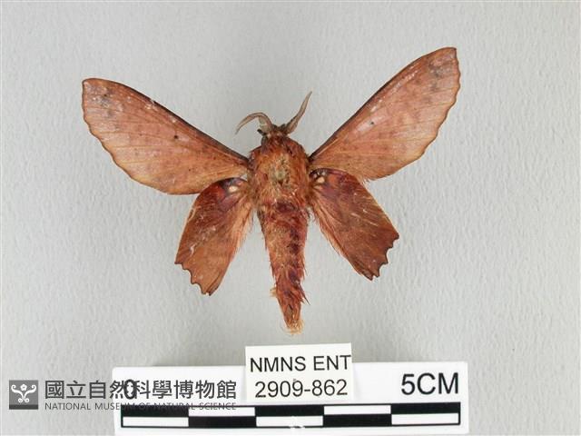 臺灣枯葉蛾藏品圖，第1張