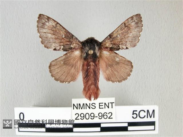 銀肩枯葉蛾藏品圖，第1張