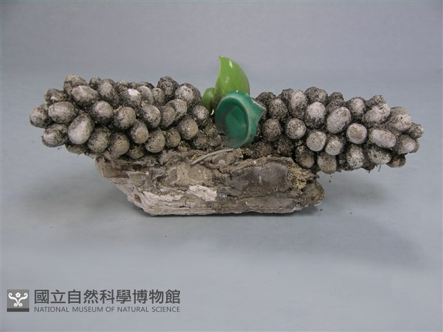 剪黏(苦瓜)藏品圖，第1張