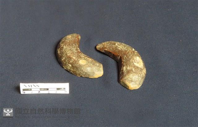 筶杯藏品圖，第1張