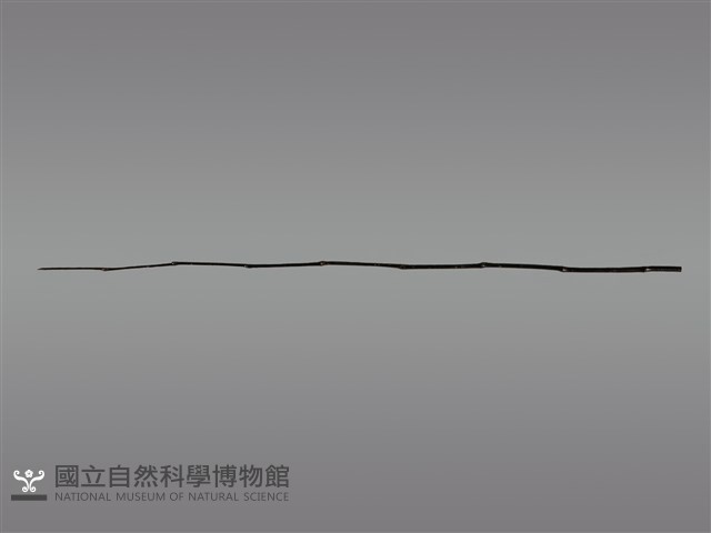 祭桿藏品圖，第1張