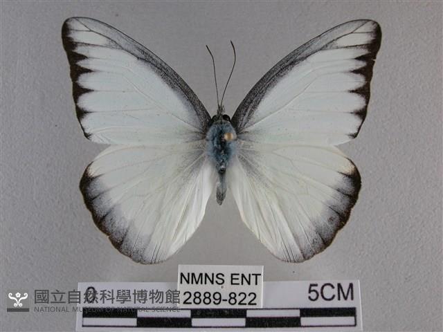 異色尖粉蝶藏品圖，第1張