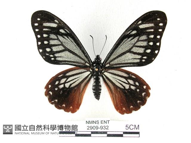 斑鳳蝶藏品圖，第1張
