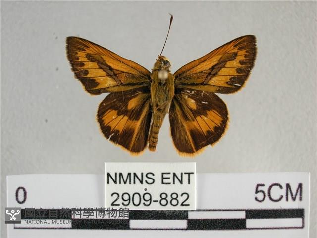 竹橙斑弄蝶藏品圖，第1張