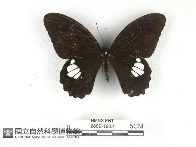 無尾白紋鳳蝶藏品圖，第1張