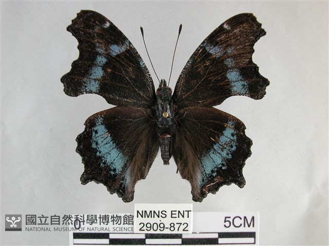 琉璃蛺蝶藏品圖，第1張