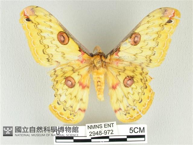 黃豹天蠶蛾藏品圖，第1張
