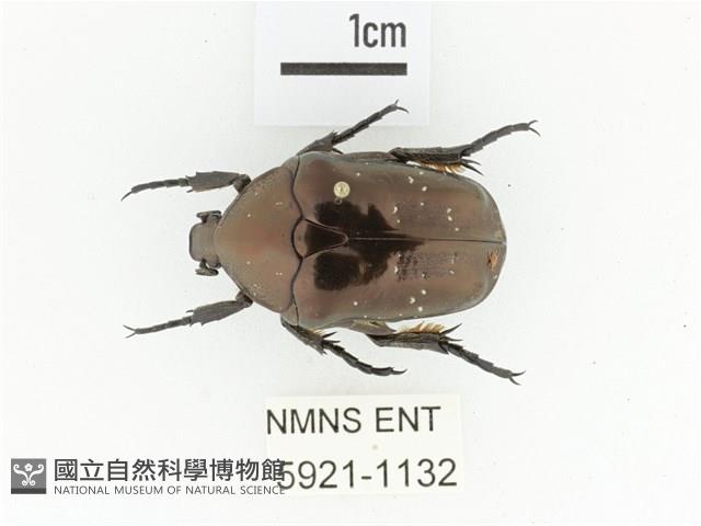 銅艷白點花金龜藏品圖，第1張
