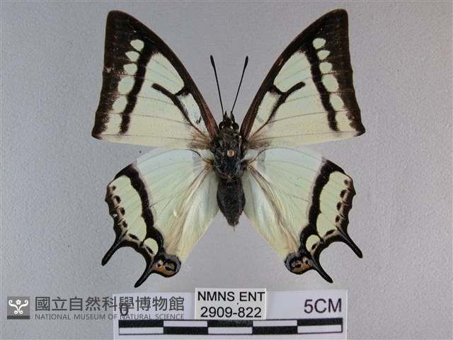 小雙尾蛺蝶藏品圖，第1張
