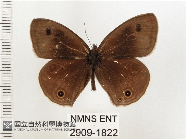 白帶波眼蝶藏品圖，第1張
