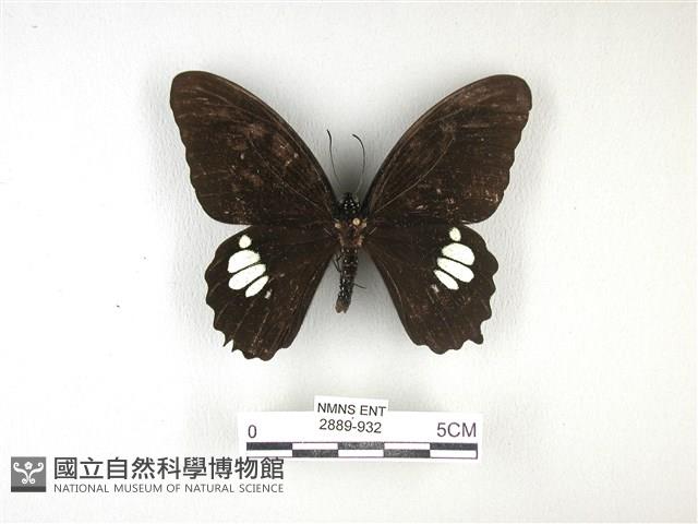 無尾白紋鳳蝶藏品圖，第1張